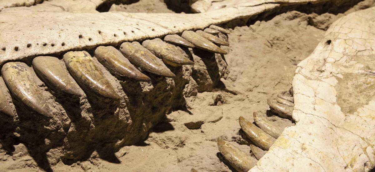 Ząb sprzed 3,5 mln lat znaleziony nietknięty! Nie chcielibyście spotkać jego właściciela