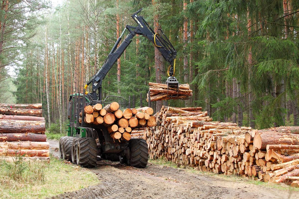 drewno polscy naukowcy