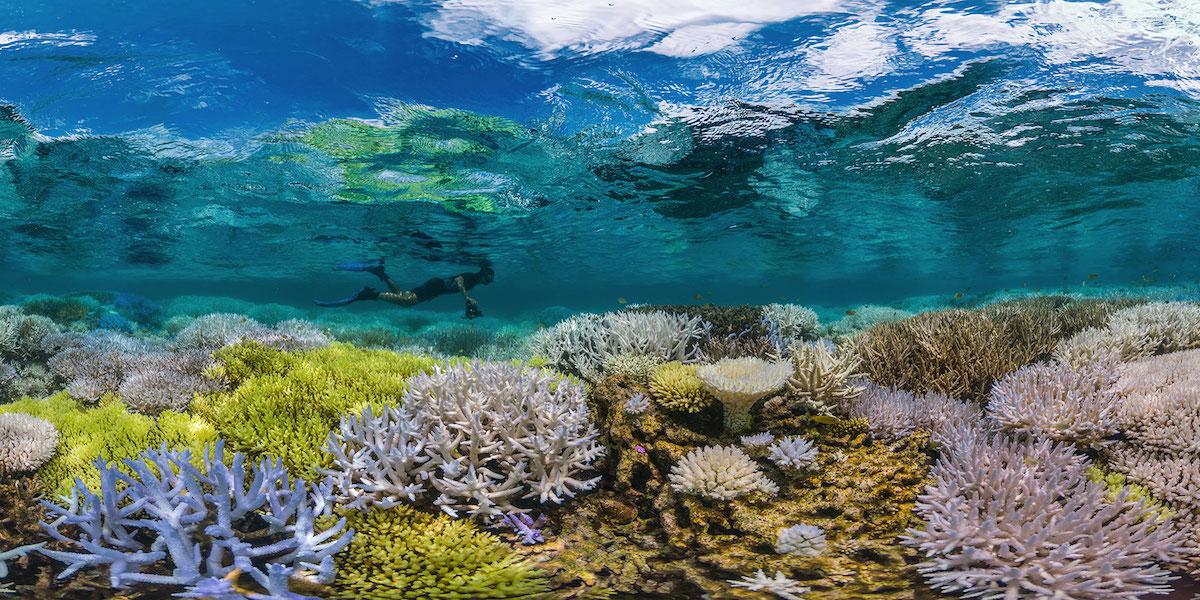 Chasing Coral ma nas powalić pięknymi zdjęciami i uratować rafę