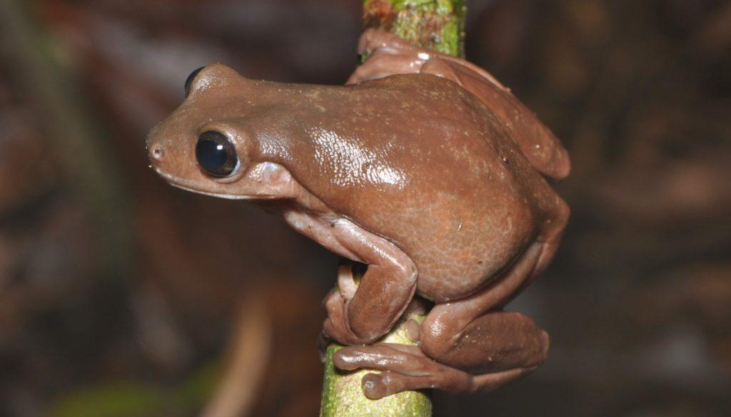 czekoladowa żaba odkrycie nowy gatunek harry potter class="wp-image-1730725" 